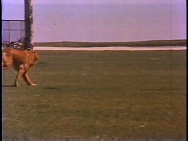 Two golden retrievers play and run across a grassy park field adjacent to a waterfront. People walk and relax in the background during a sunny day.