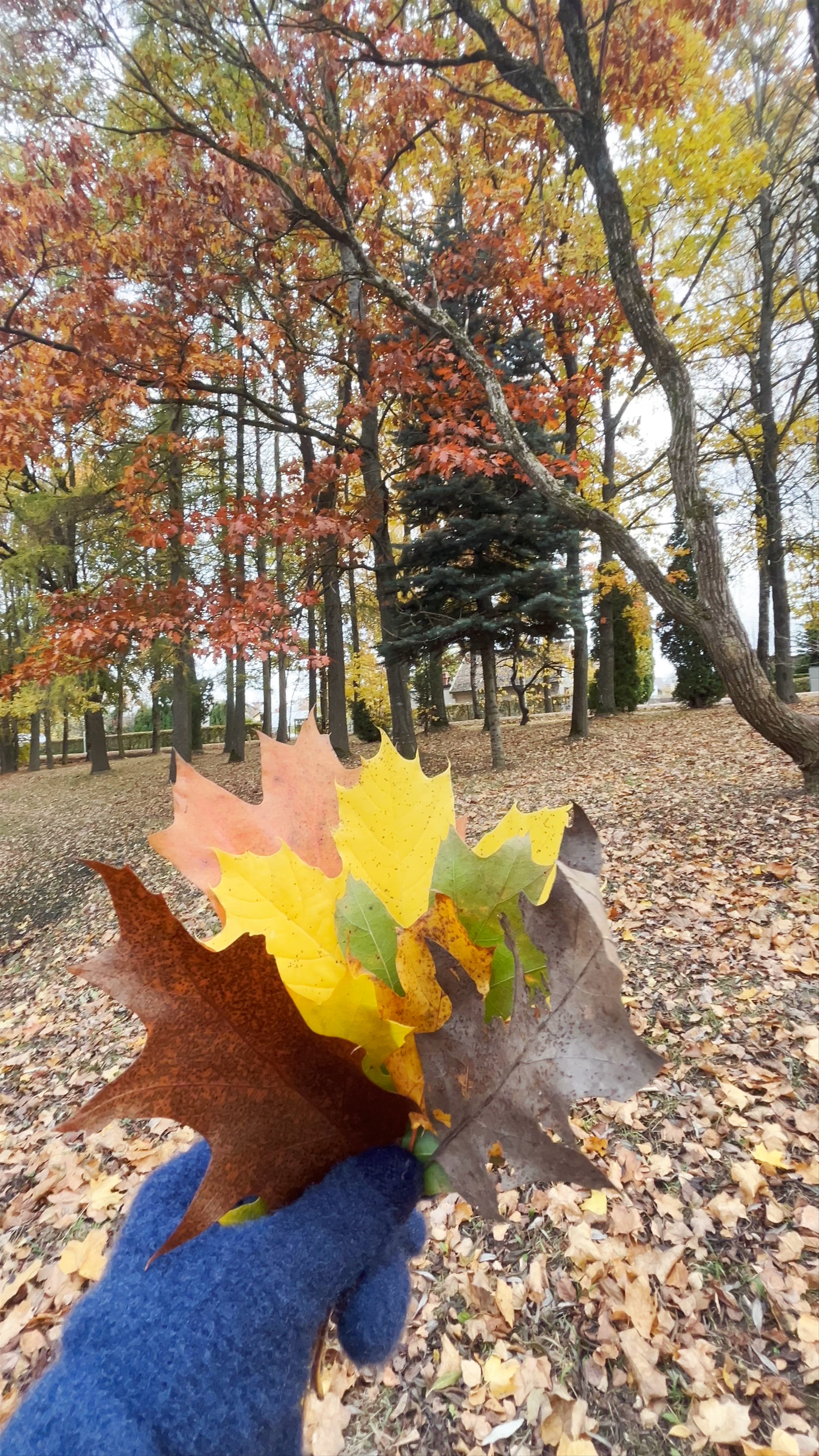 Kalnsētas parks