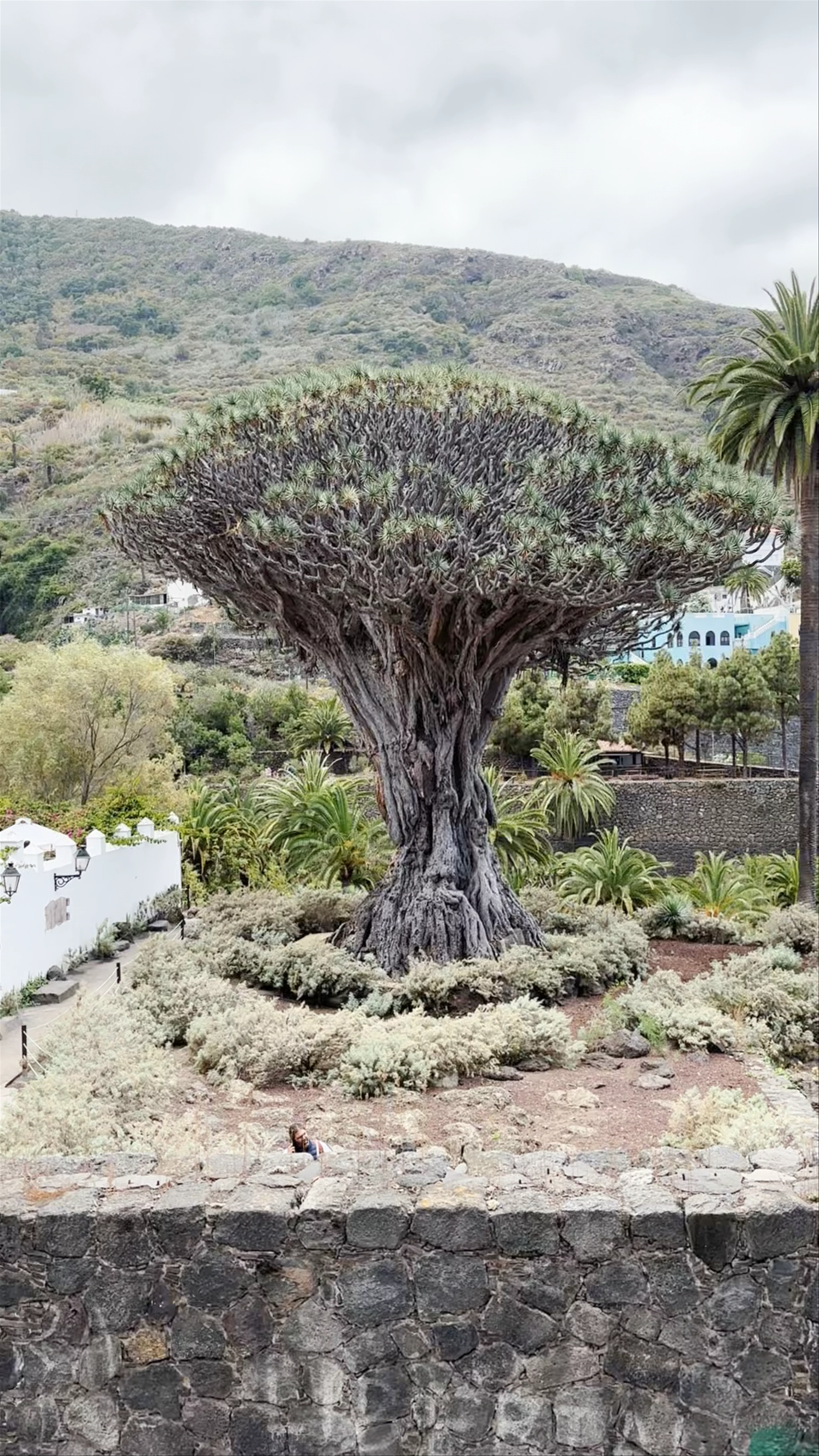 Mirador Gratuito del Drago Milenario, Calle San Sebastián, Icod de los Vinos, Spain