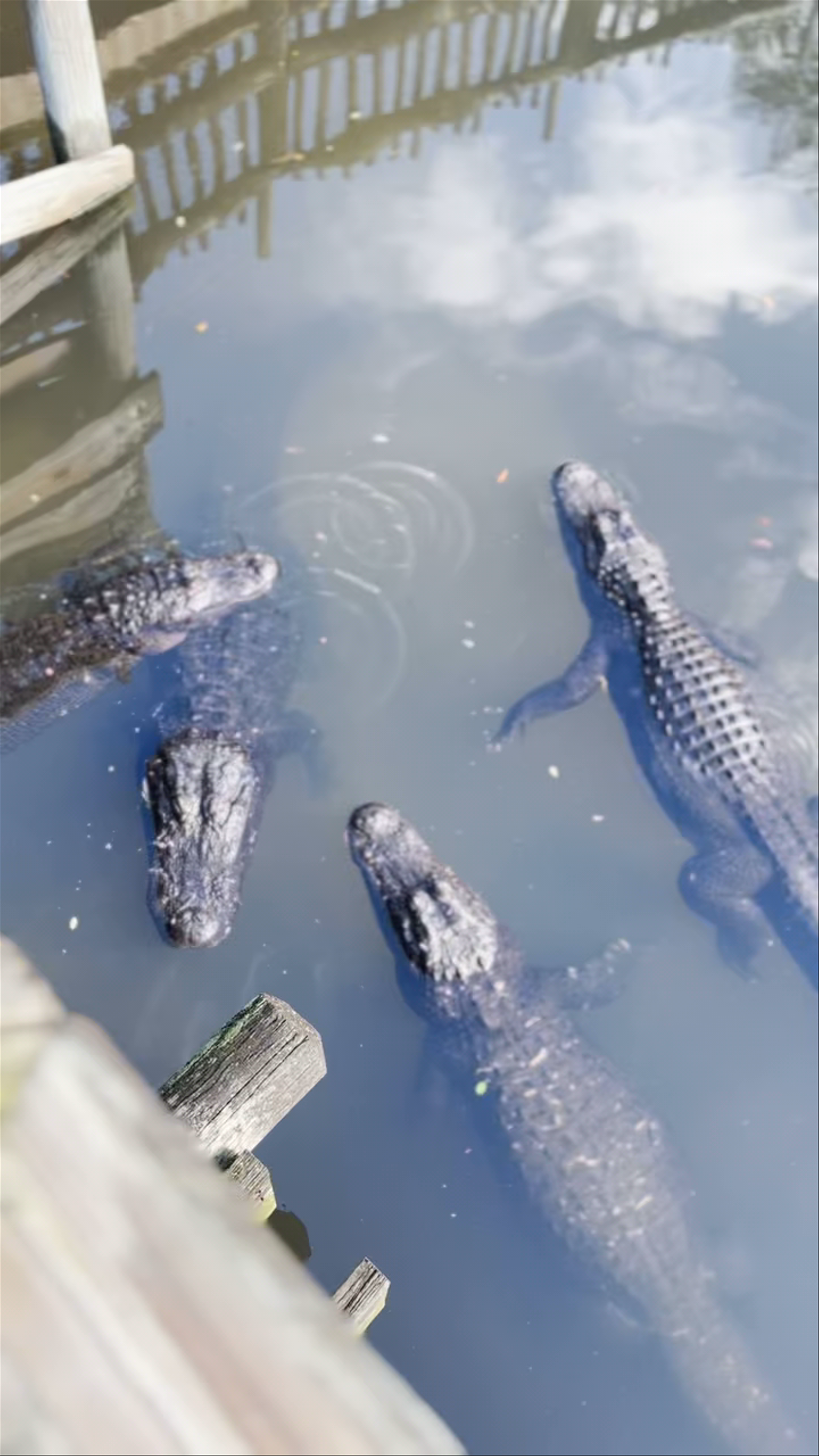 St. Augustine Alligator Farm Zoological Park