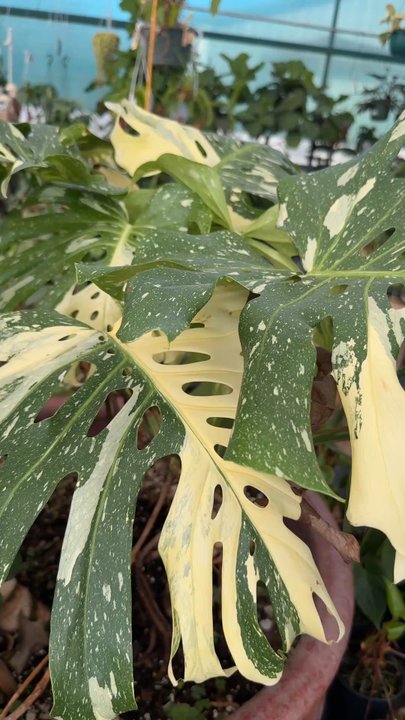 Bloomers Garden Center - Nurseries & Gardening Near Me - Elgin, Texas