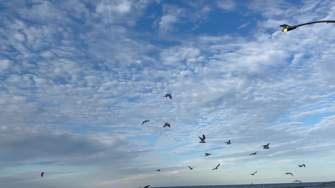 Tower Road Park - BIRDS! - Parks Near Me - Winnetka, Illinois