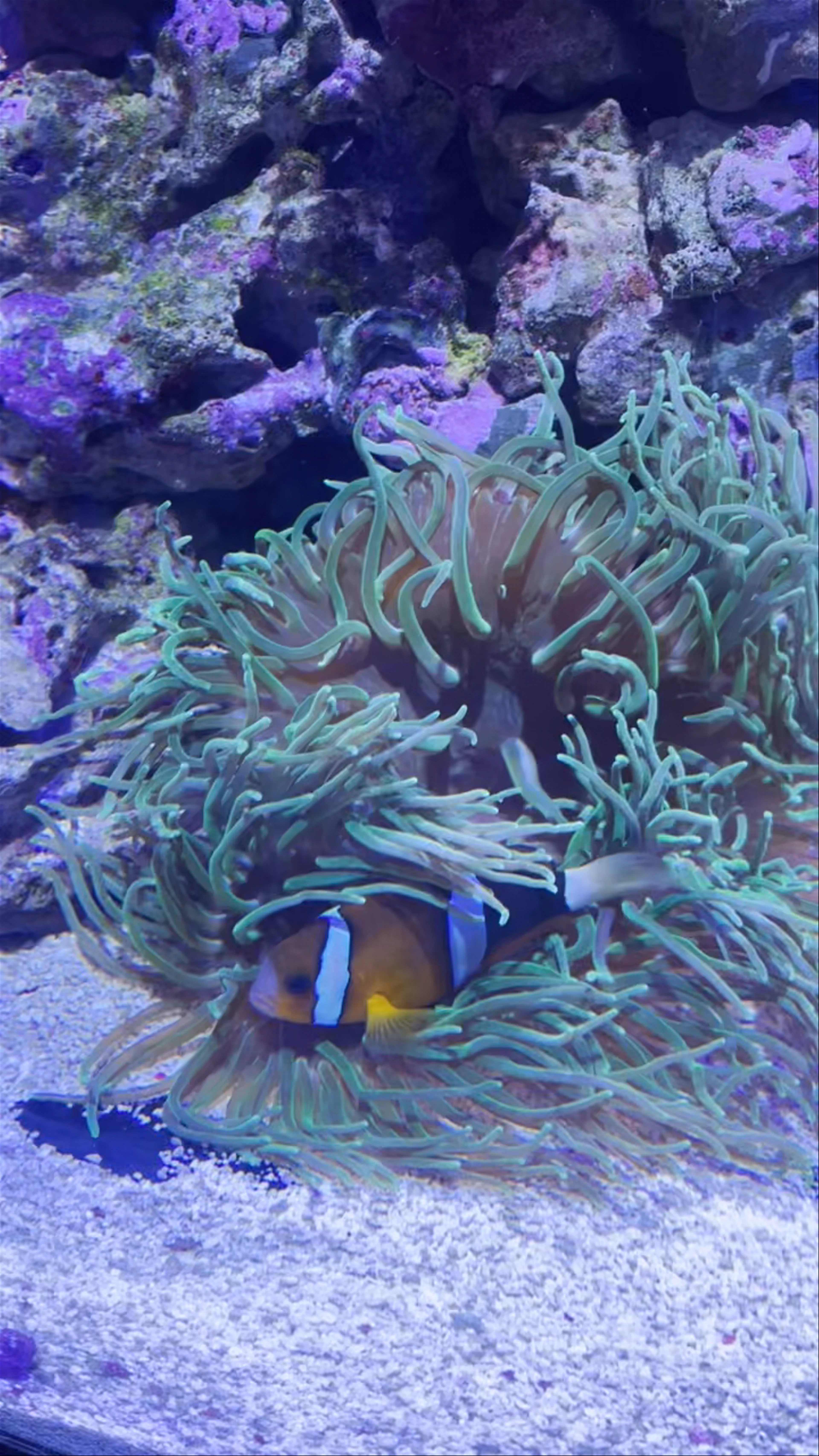 Oceanogràfic, Carrer d'Eduardo Primo Yúfera, València, Spain