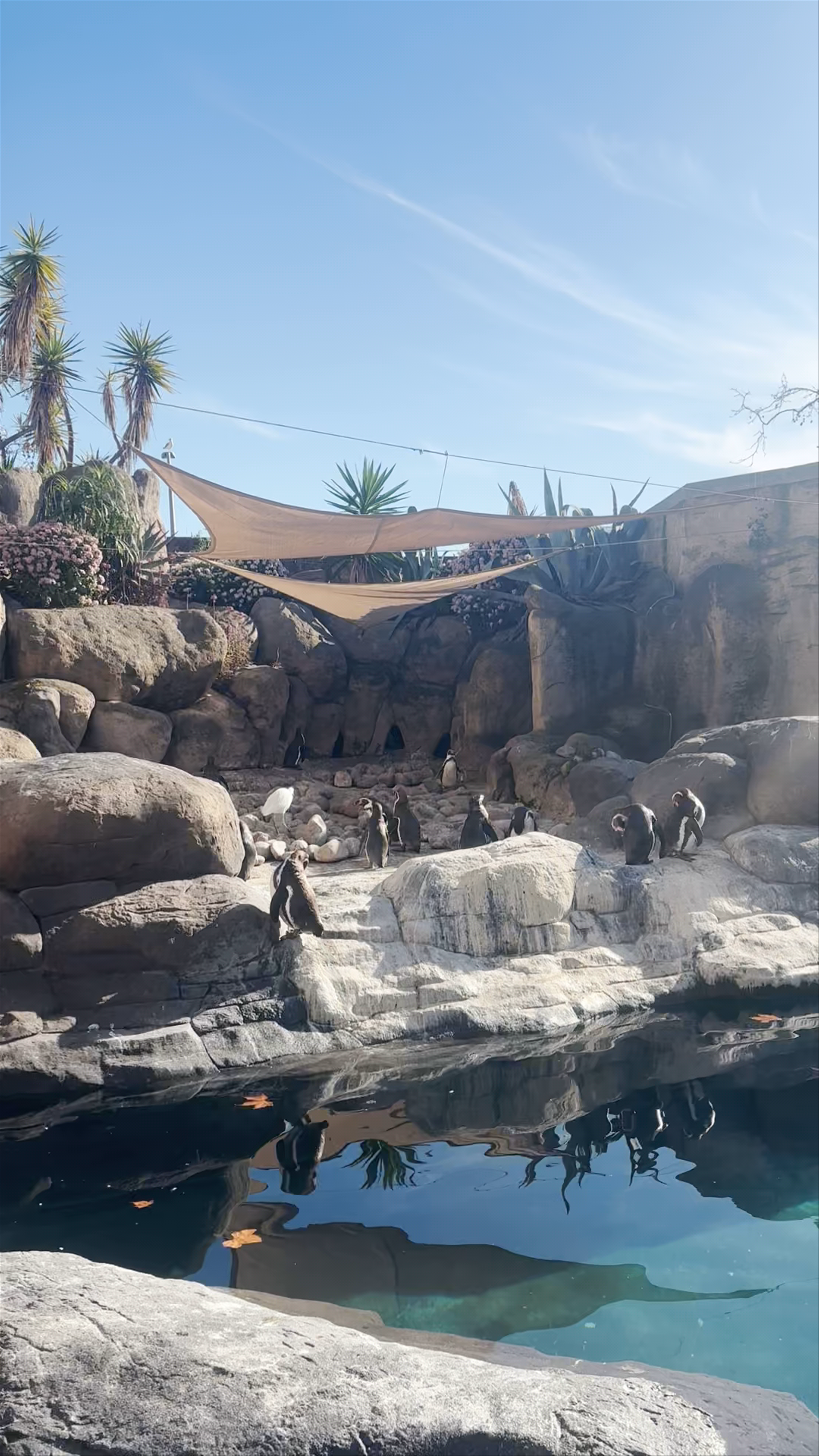 Penguin Habitat Experience at Zoo Barcelona in Parc de la Ciutadella