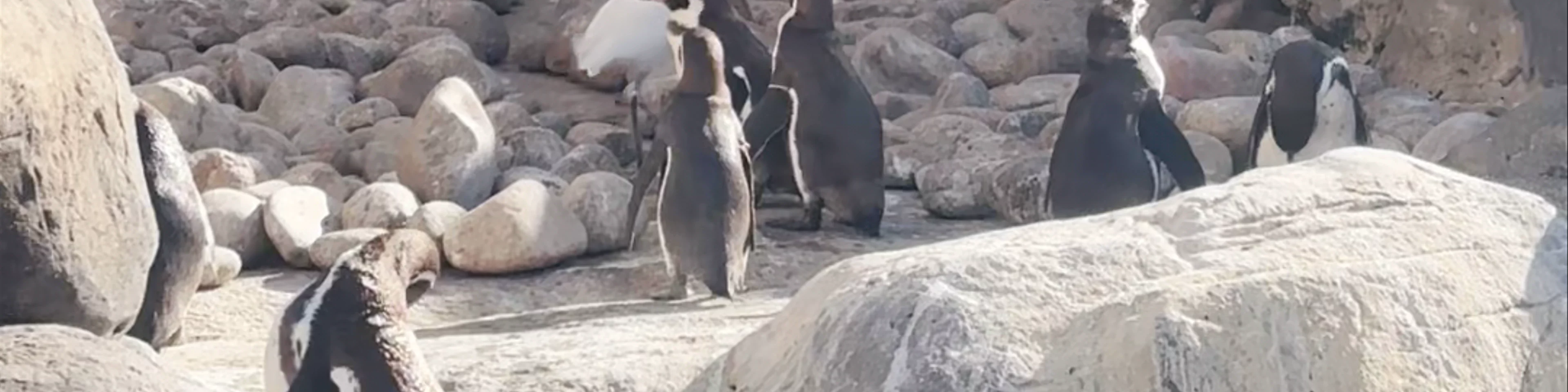 Barcelona Zoo