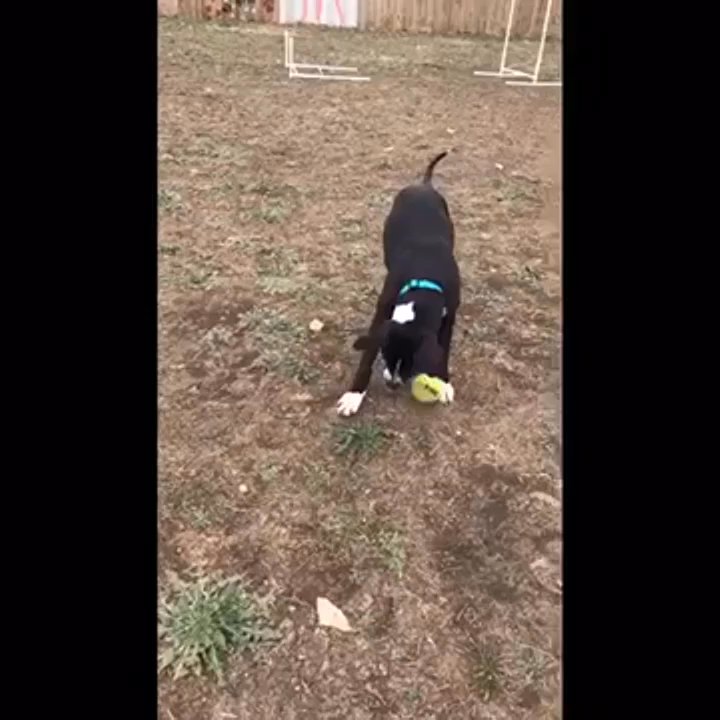 Apollo Support & Rescue - This is Mary running around in the play yard! - Pet Adoption Near Me - Justin, Texas