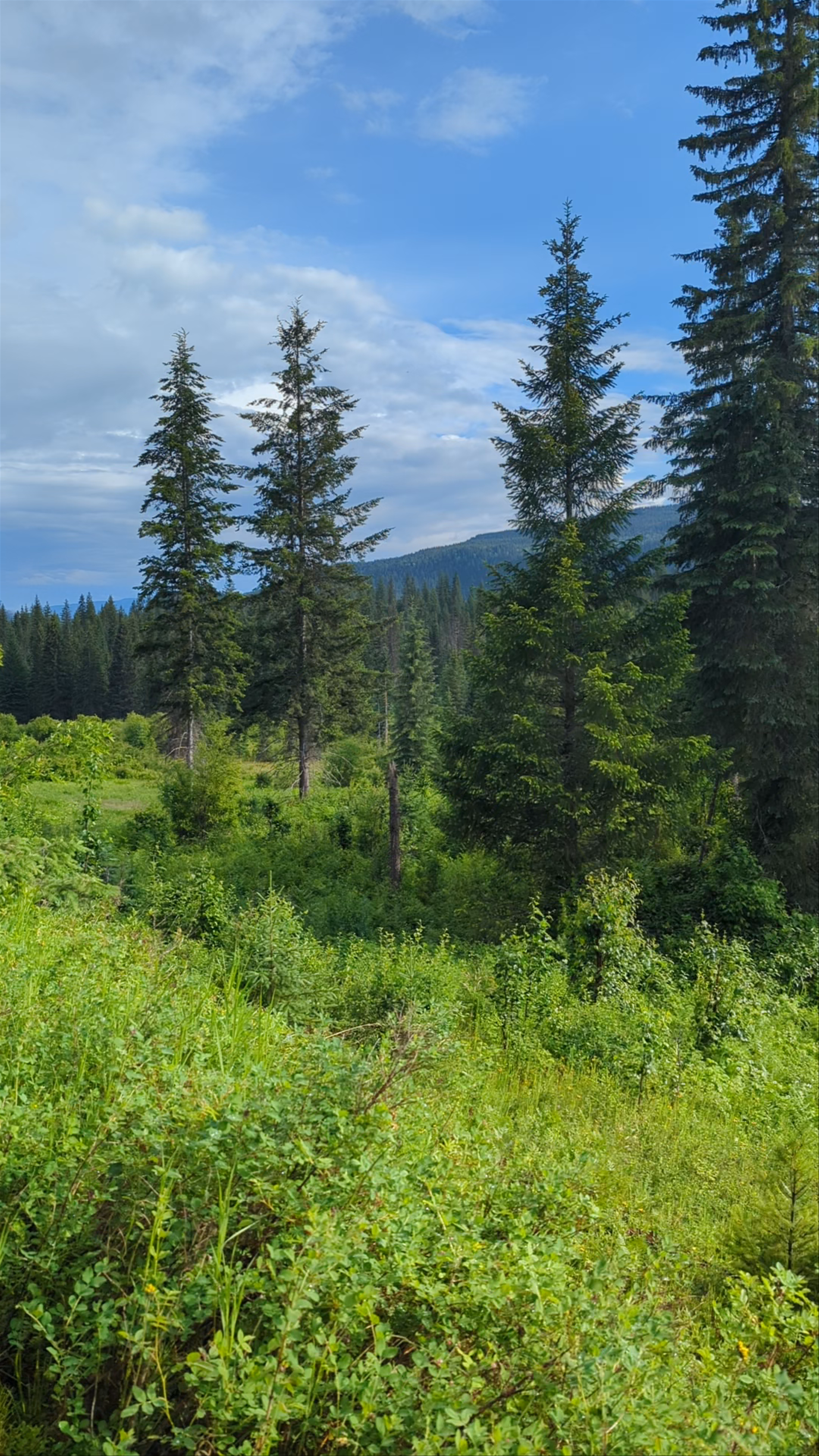 Ray Farm & Mineral Spring Trailhead: Serene Wilderness Escape in Wells Gray Country