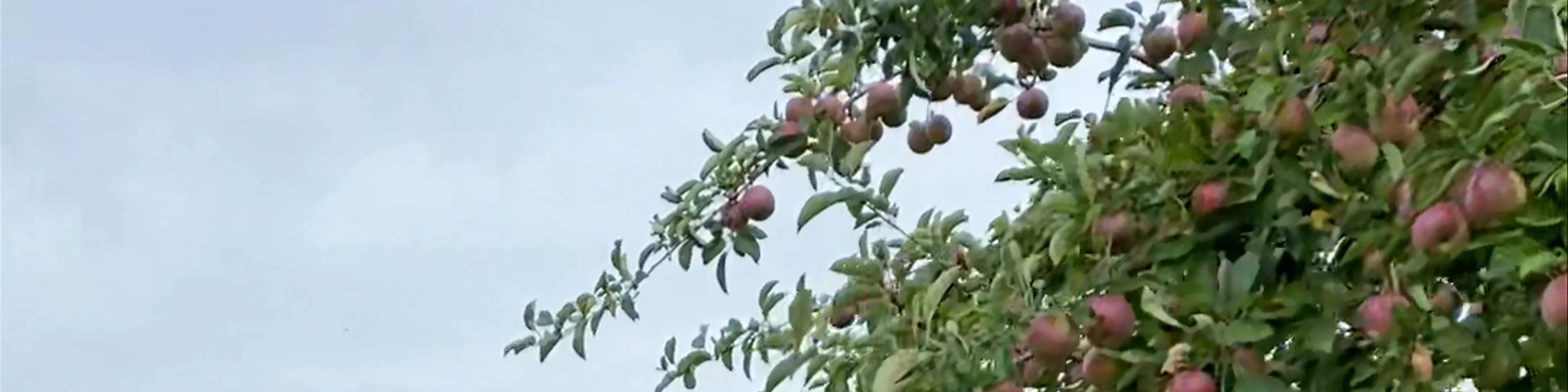 The Apple Farm