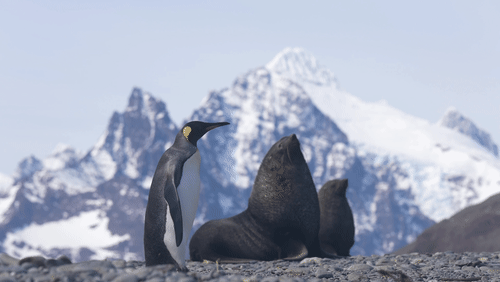 Antarctic fur seals and King Penguins animated gif