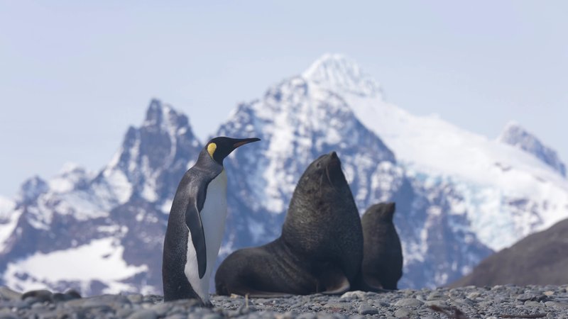 Antarctic fur seals and King Penguins poster