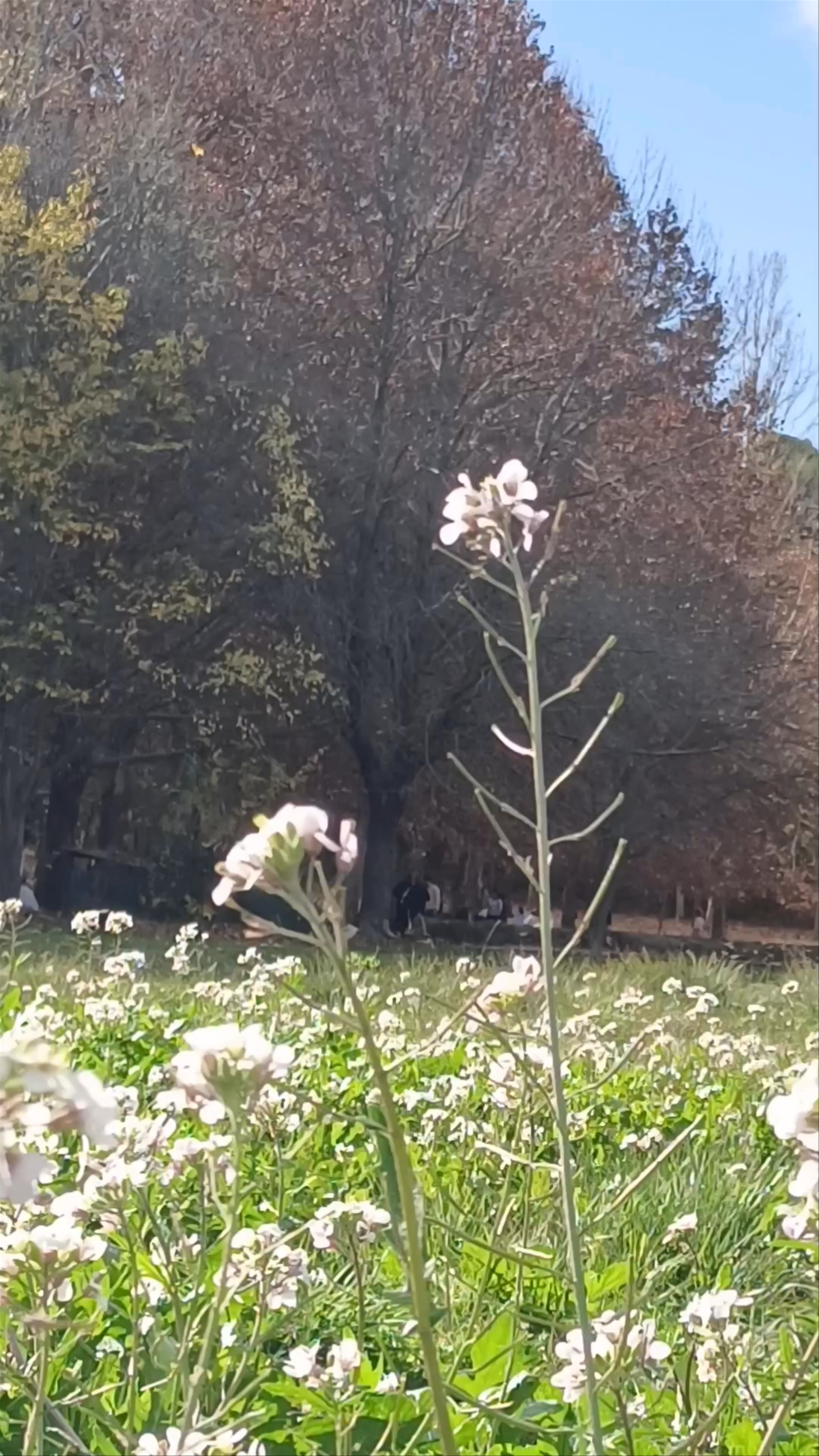 Winter's Embrace at Fuentes del Marqués, Caravaca de la Cruz