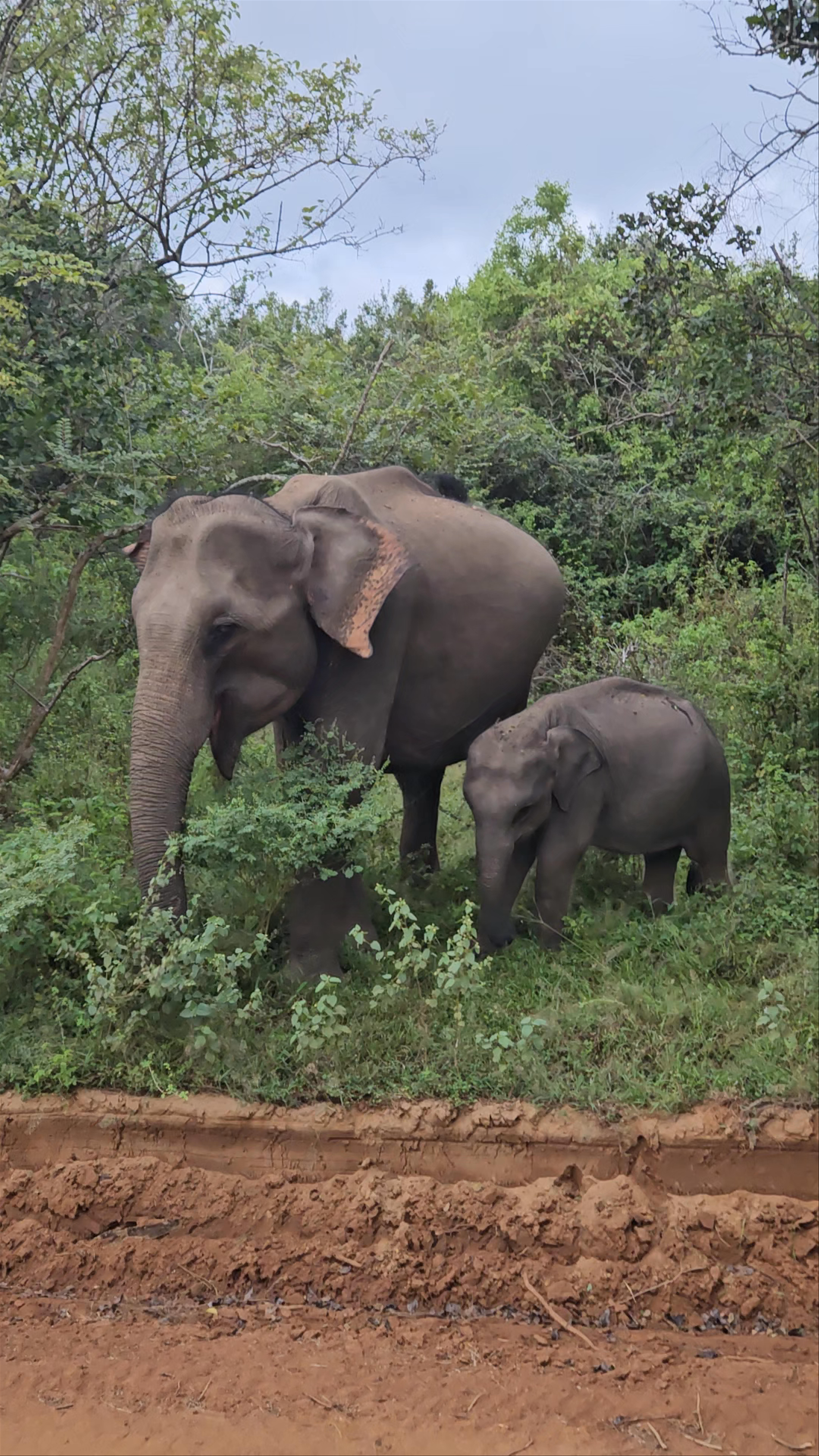 Elephant Encounter at Yala National Park, Sri Lanka