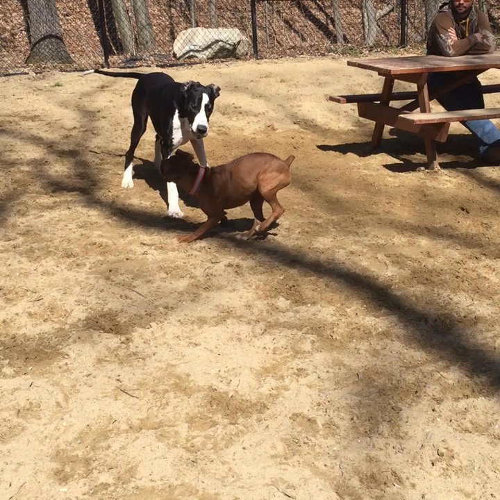 Andover Dog Park - Dog Parks Near Me - Andover, Massachusetts