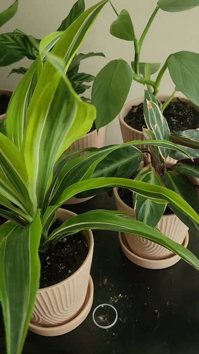 PlantHouse - Nurseries & Gardening Near Me - Charlotte, North Carolina