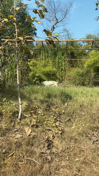 Photo of Rewa White Tiger Res