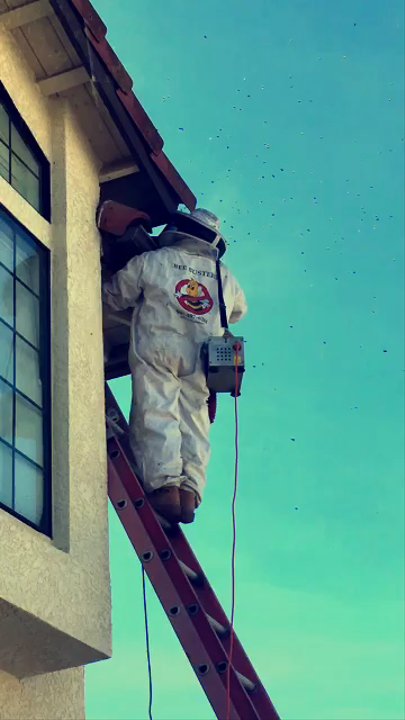 Bee Busters - Pest Control Near Me - Laguna Hills, California