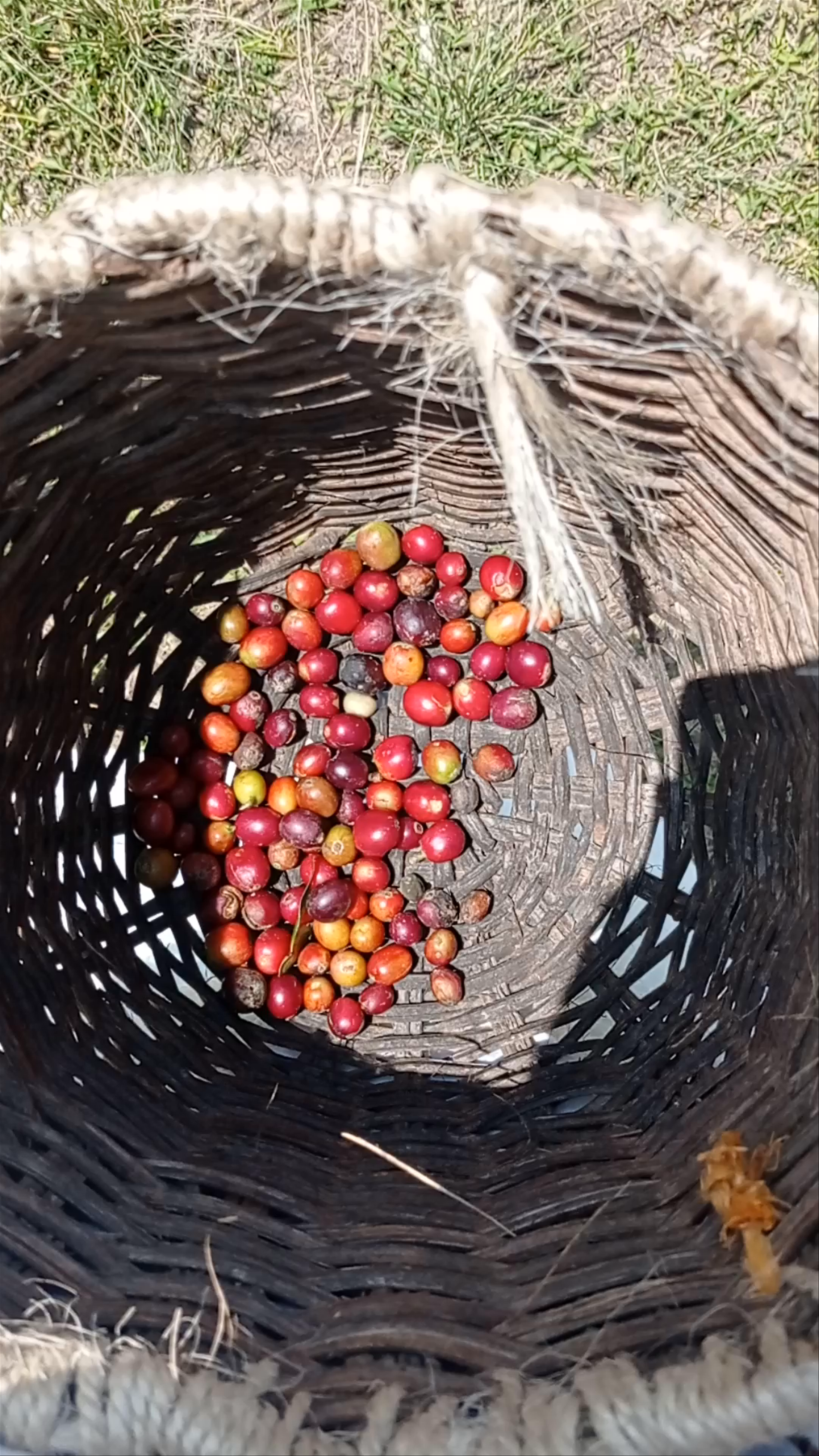 DArrieros Coffee Farm: Authentic Coffee Harvesting in Puerto Rondón, Colombia