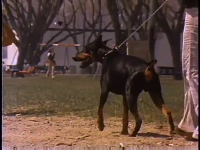A Doberman Pinscher explores and runs across a grass park field while tethered to a leash, occasionally interacting with a golden retriever in the vicinity.