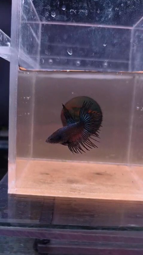 King Crowntail Bettas