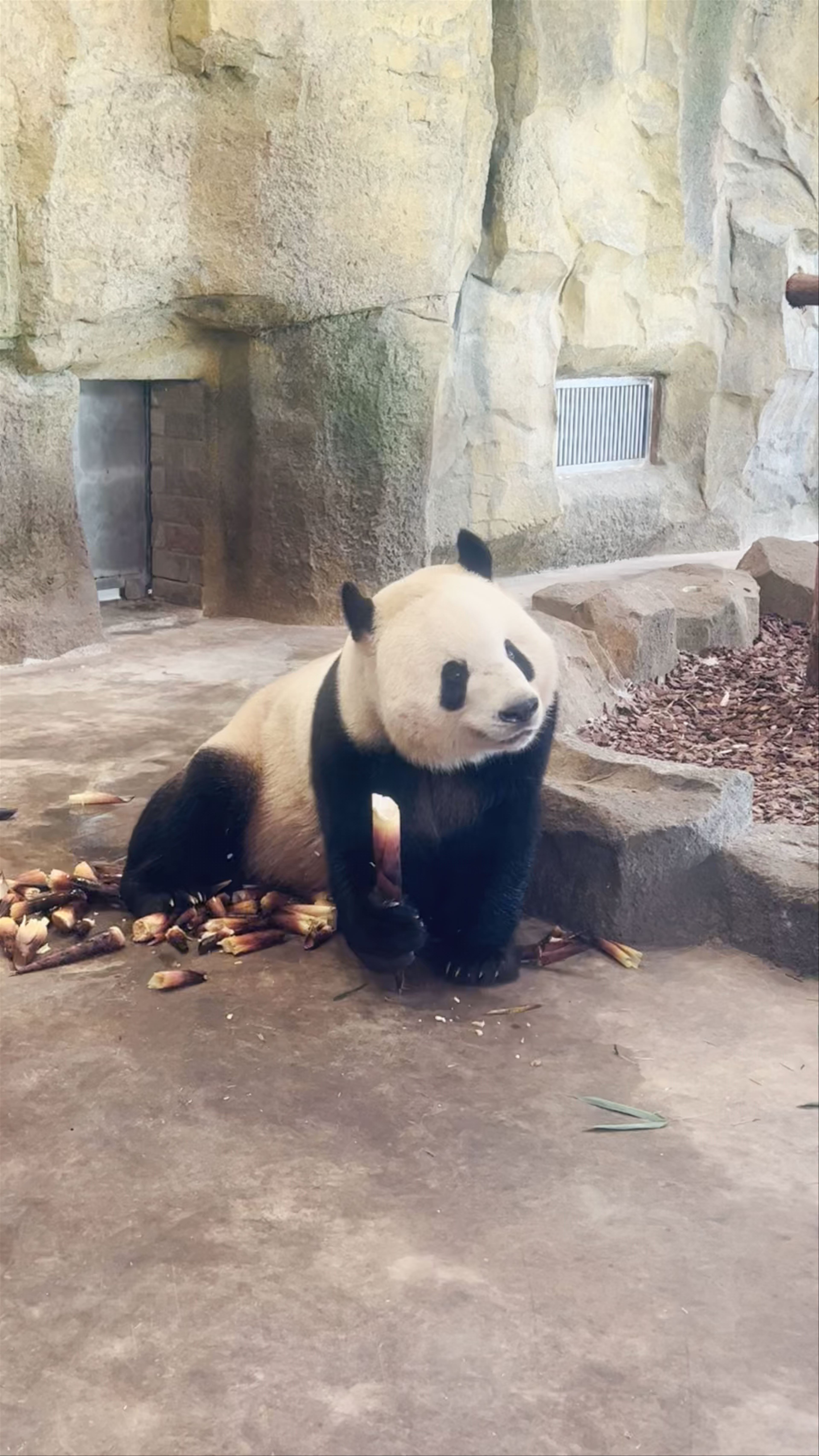 Chengdu Research Base of Giant Panda Breeding