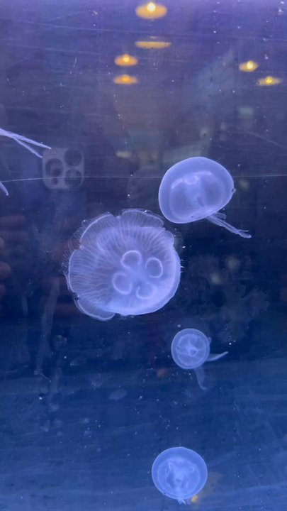 Ocean Institute - Jelly fish - Venues & Event Spaces Near Me - Dana Point, California