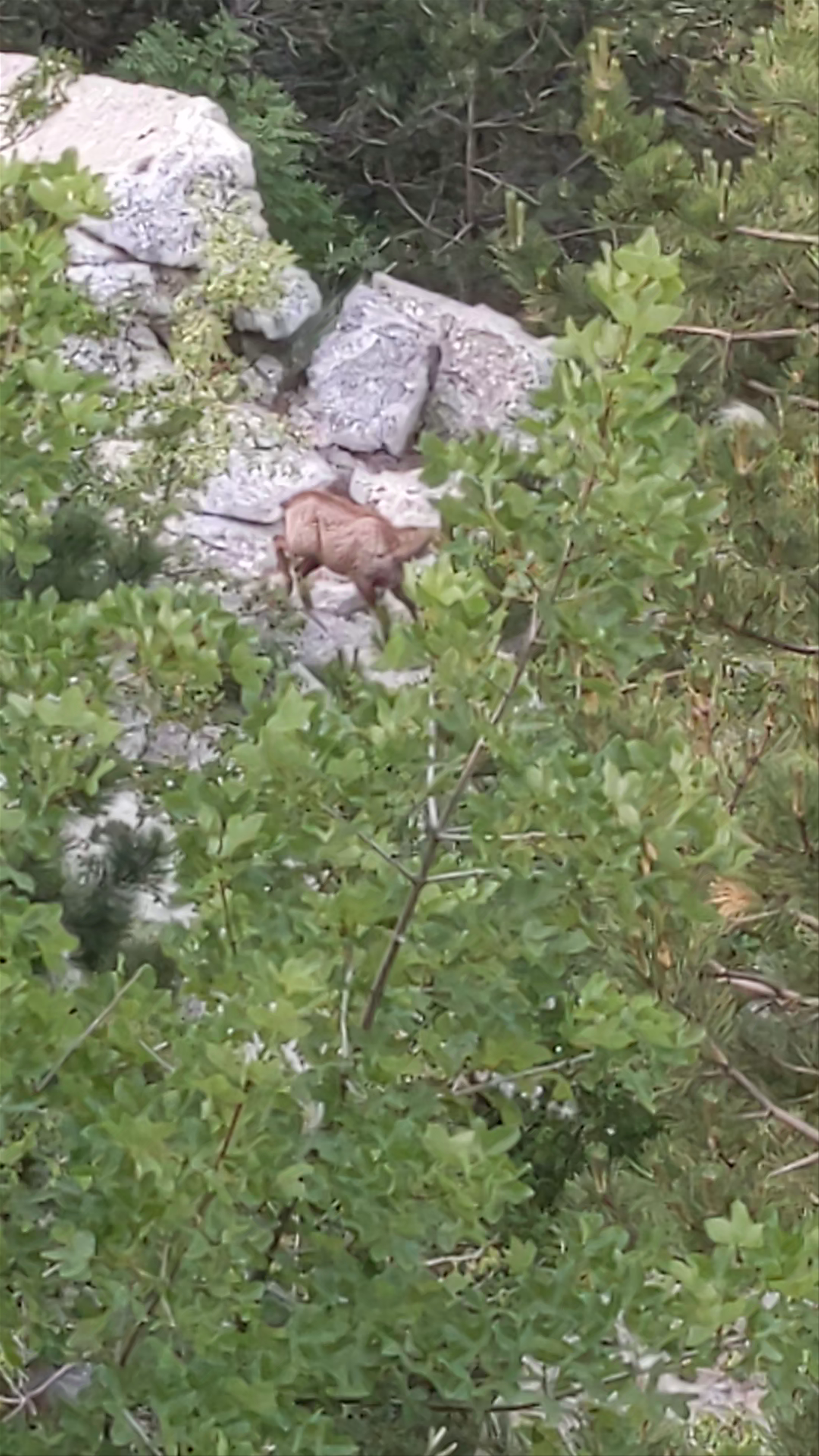 Biokovo - vrh Vošac