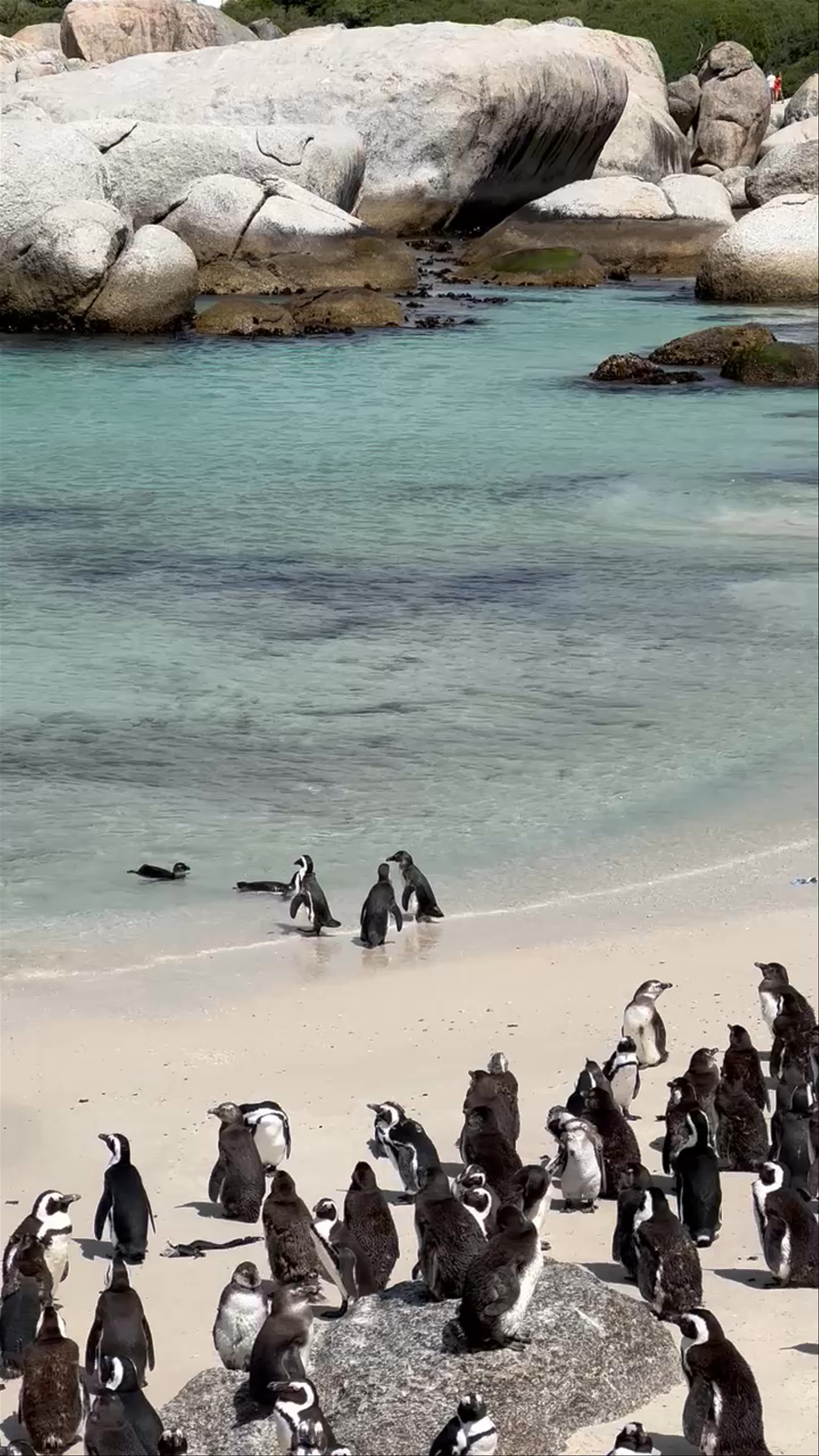 Boulders Beach