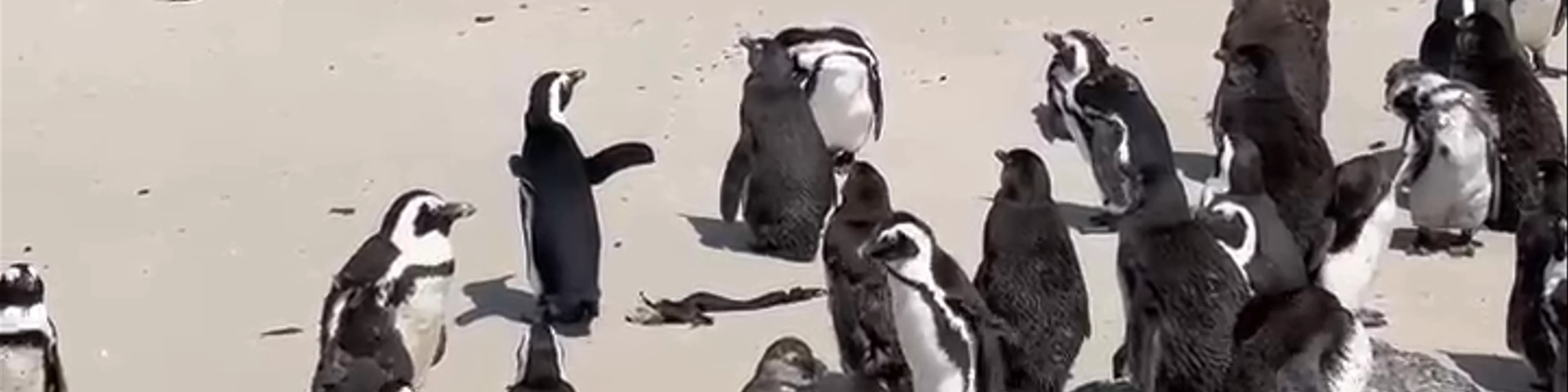 Boulders Beach