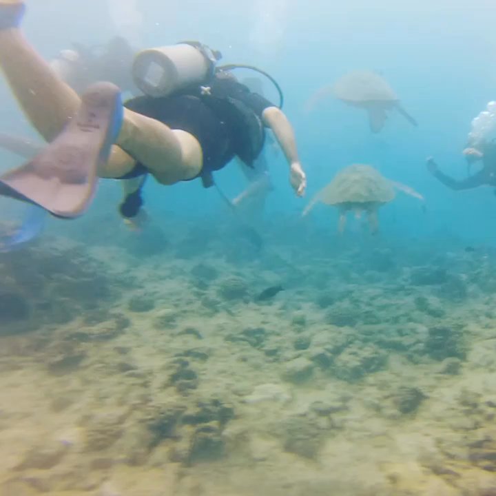 Oahu Diving - such an amazing experience!! - Scuba Diving Near Me - Honolulu, Hawaii
