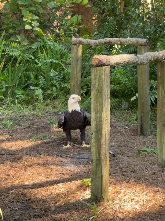 Audubon Center For Birds Of Prey Updated January 2026 236 Photos