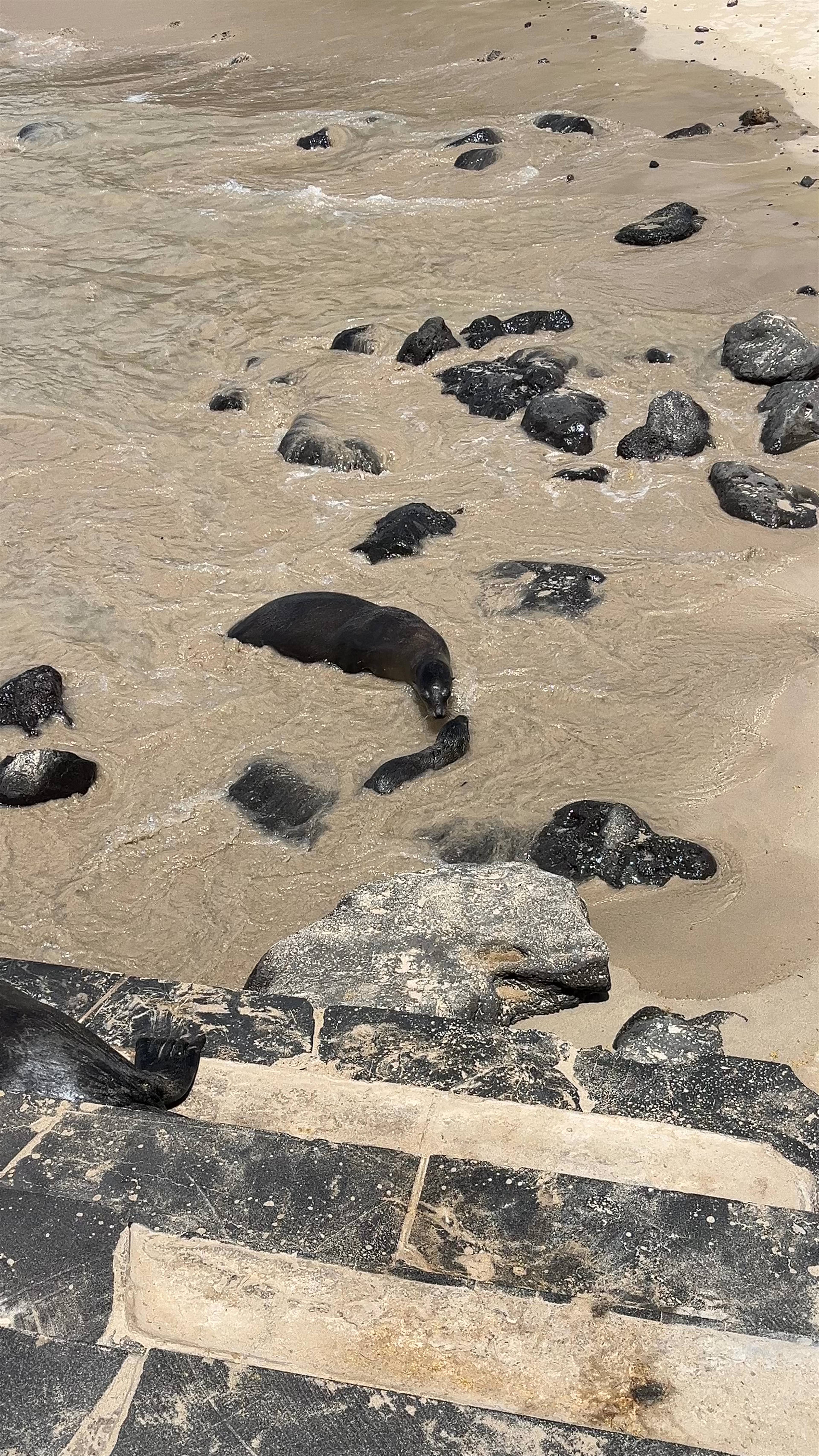 Playful Sea Lions at Playa de Oro, Puerto Baquerizo Moreno, Galápagos