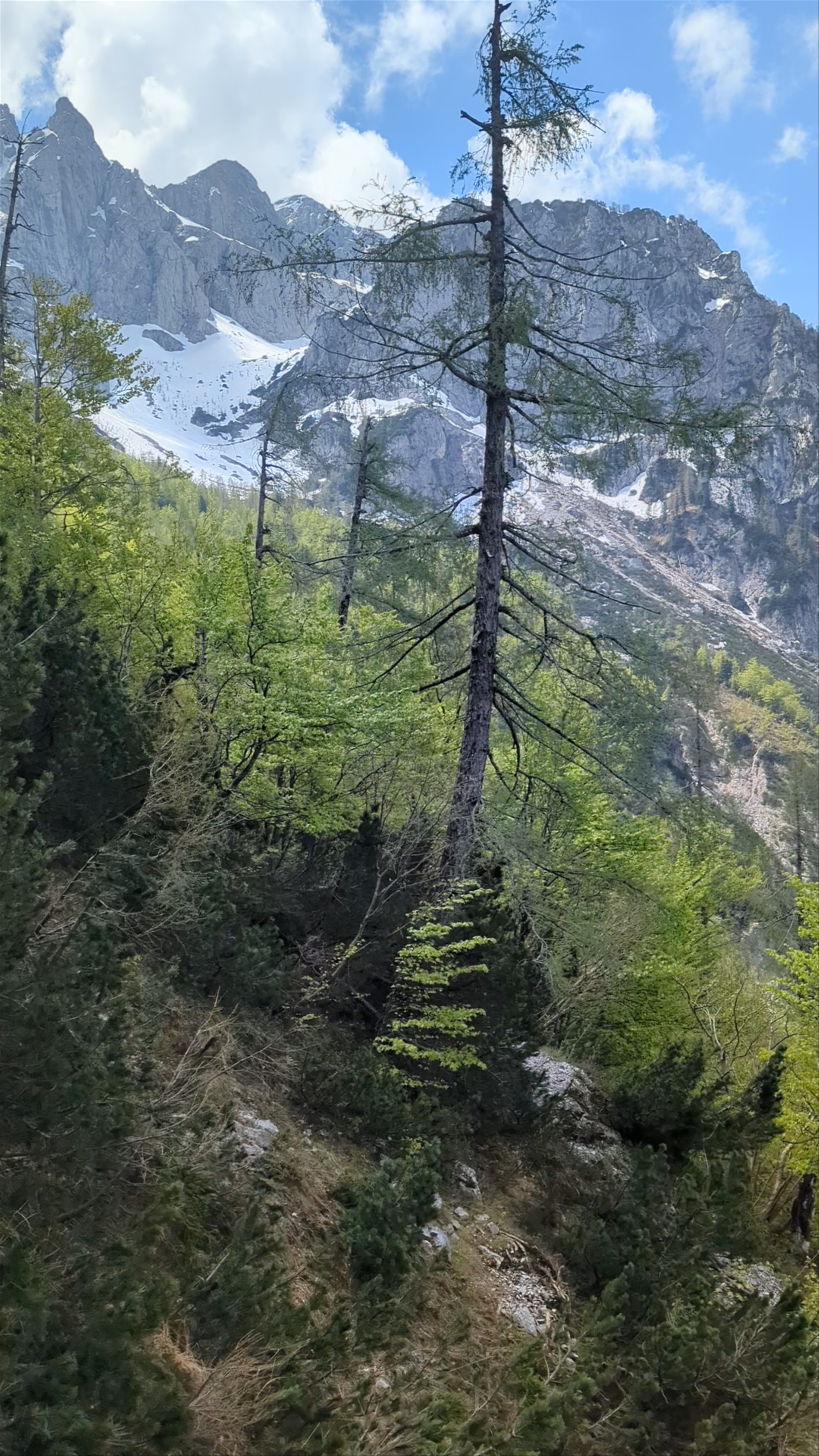 Macesen na Klemenči jami