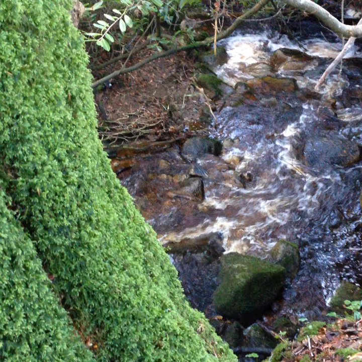 Massy's Estate - Hiking Near Me - Co. Wicklow, WW