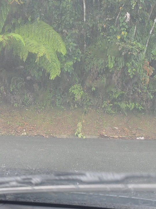 El Yunque Rainforest - Hiking Near Me - Luquillo, Puerto Rico
