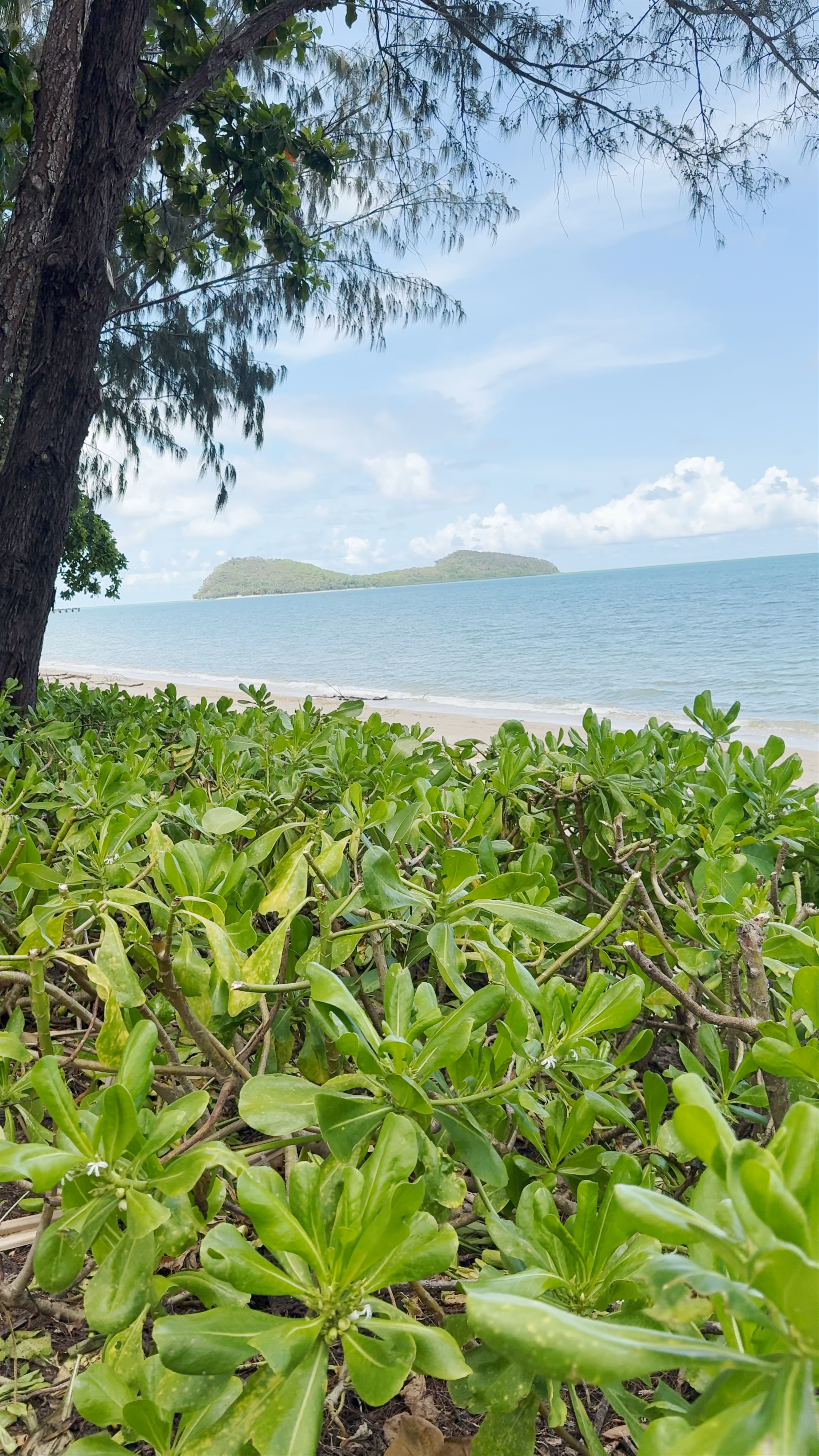 Palm Cove Beach: Serene Coastal Escape in Queensland, Australia