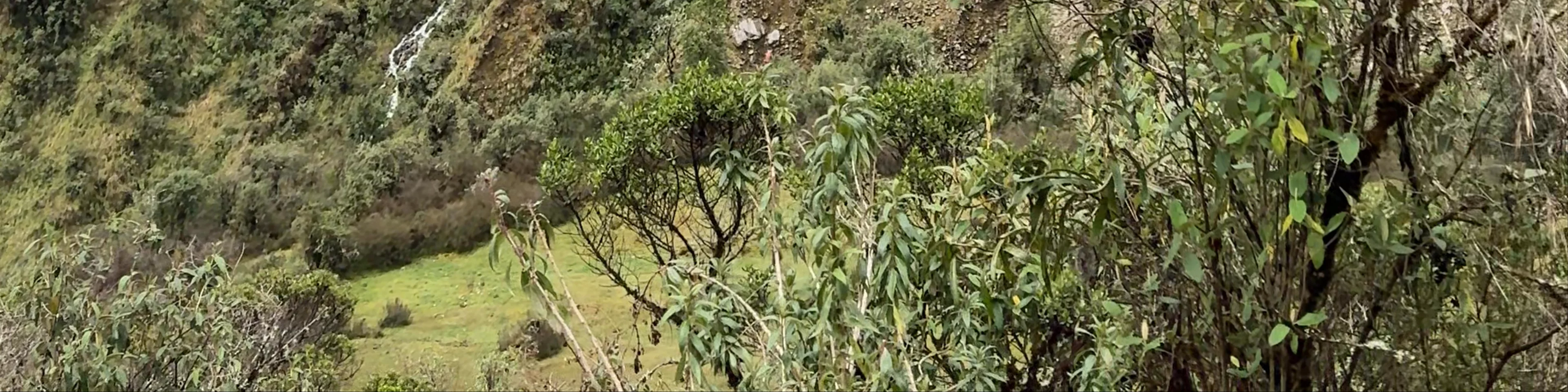 campin inca tequila