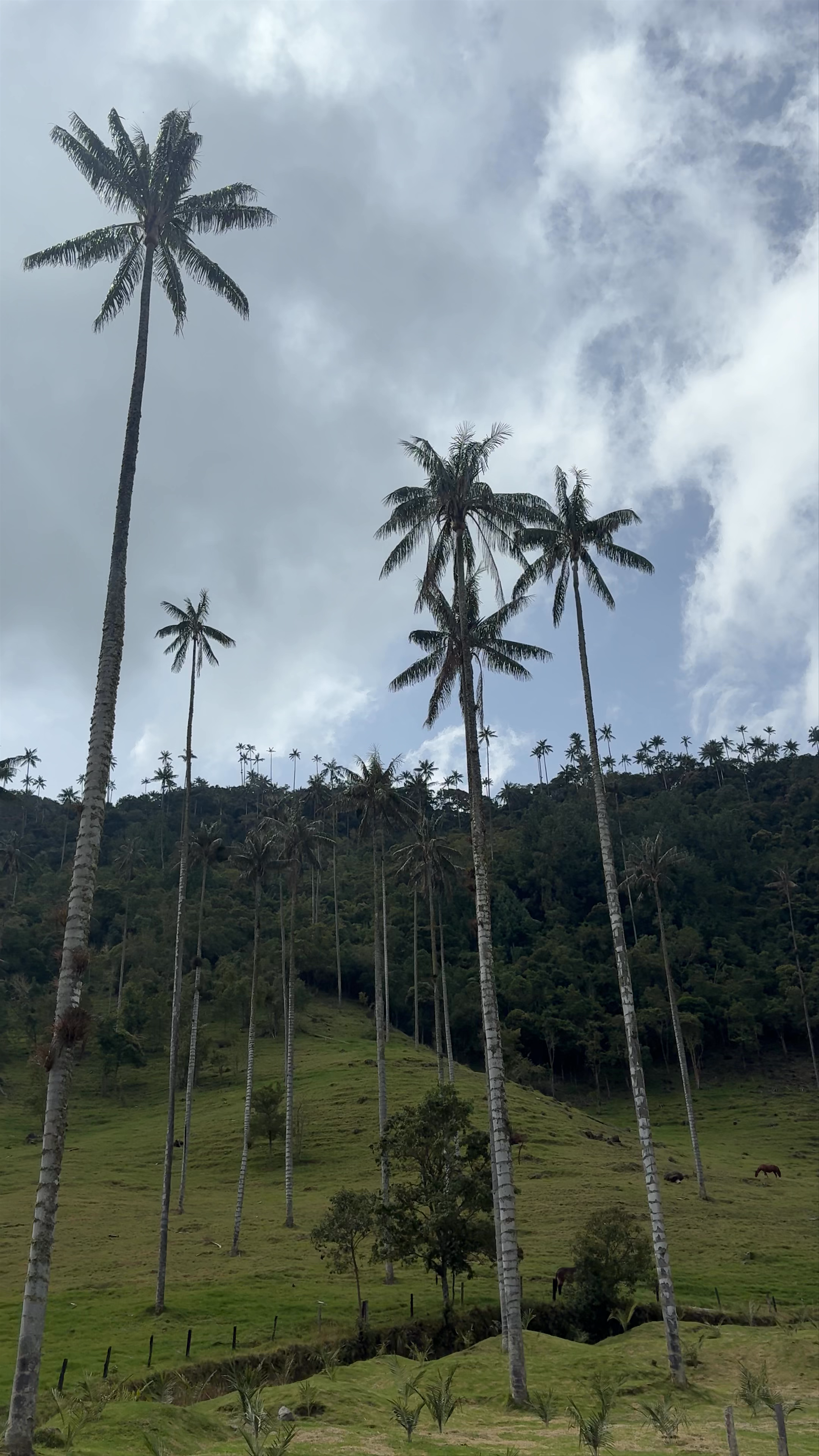 Forest of the Palms