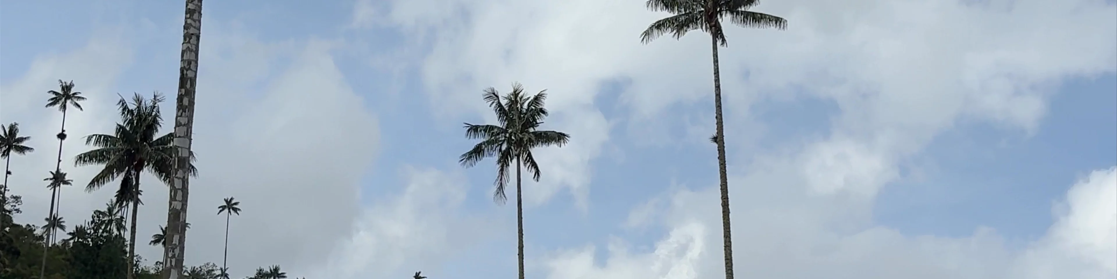 Forest of the Palms