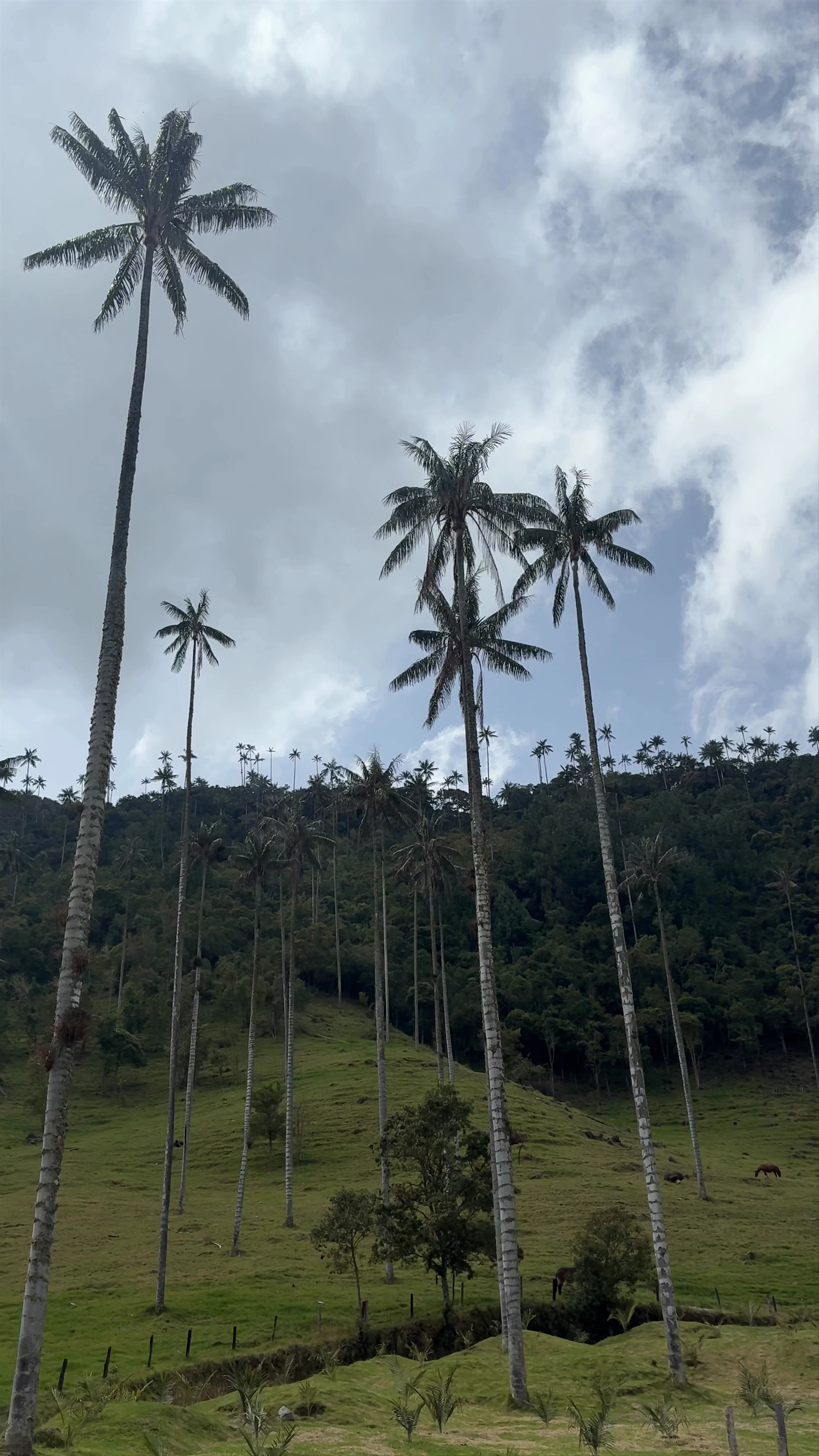 Forest of the Palms