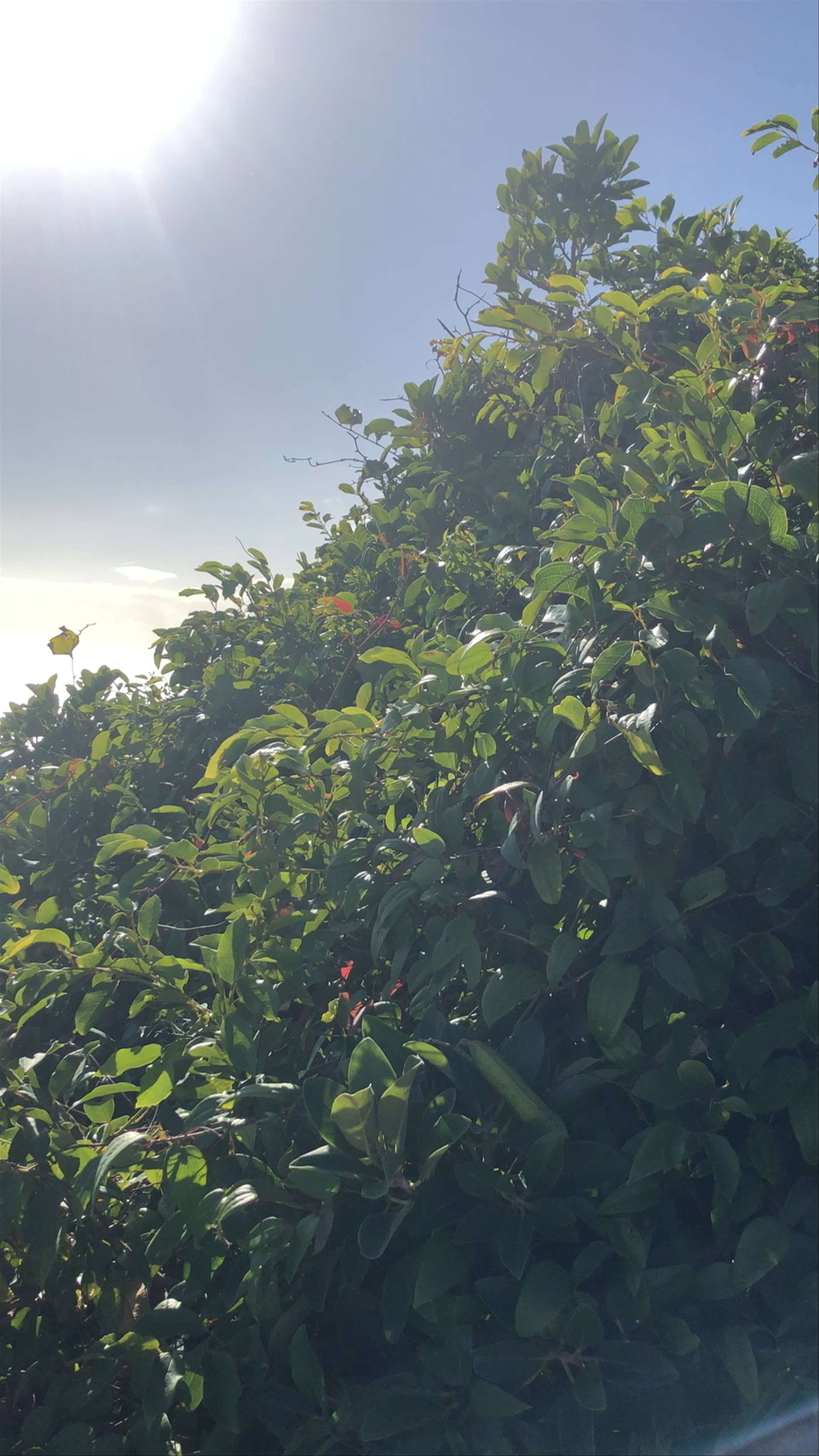 Hat Head National Park