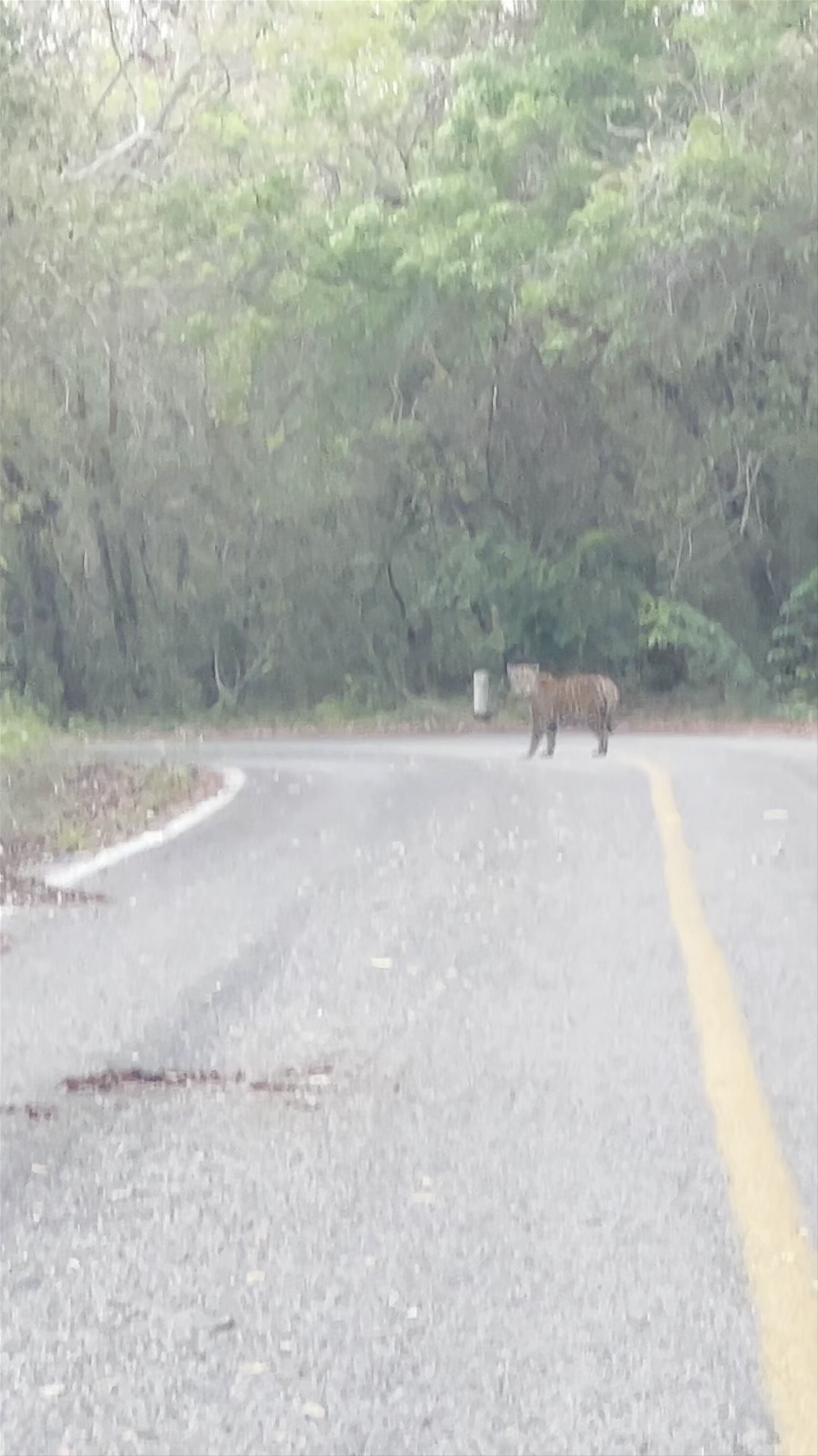 Calakmul Biosphere Reserve