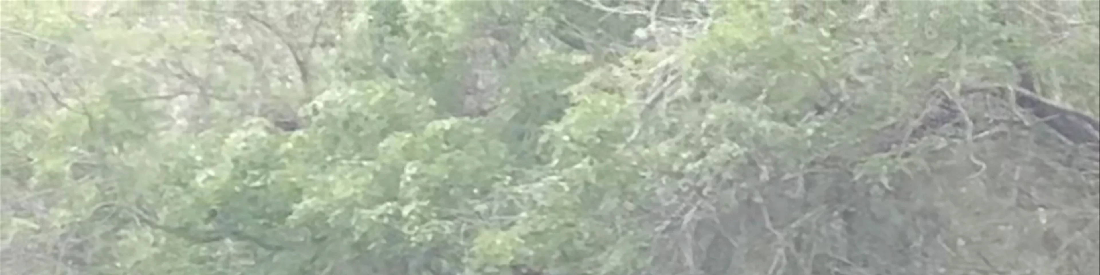 Calakmul Biosphere Reserve
