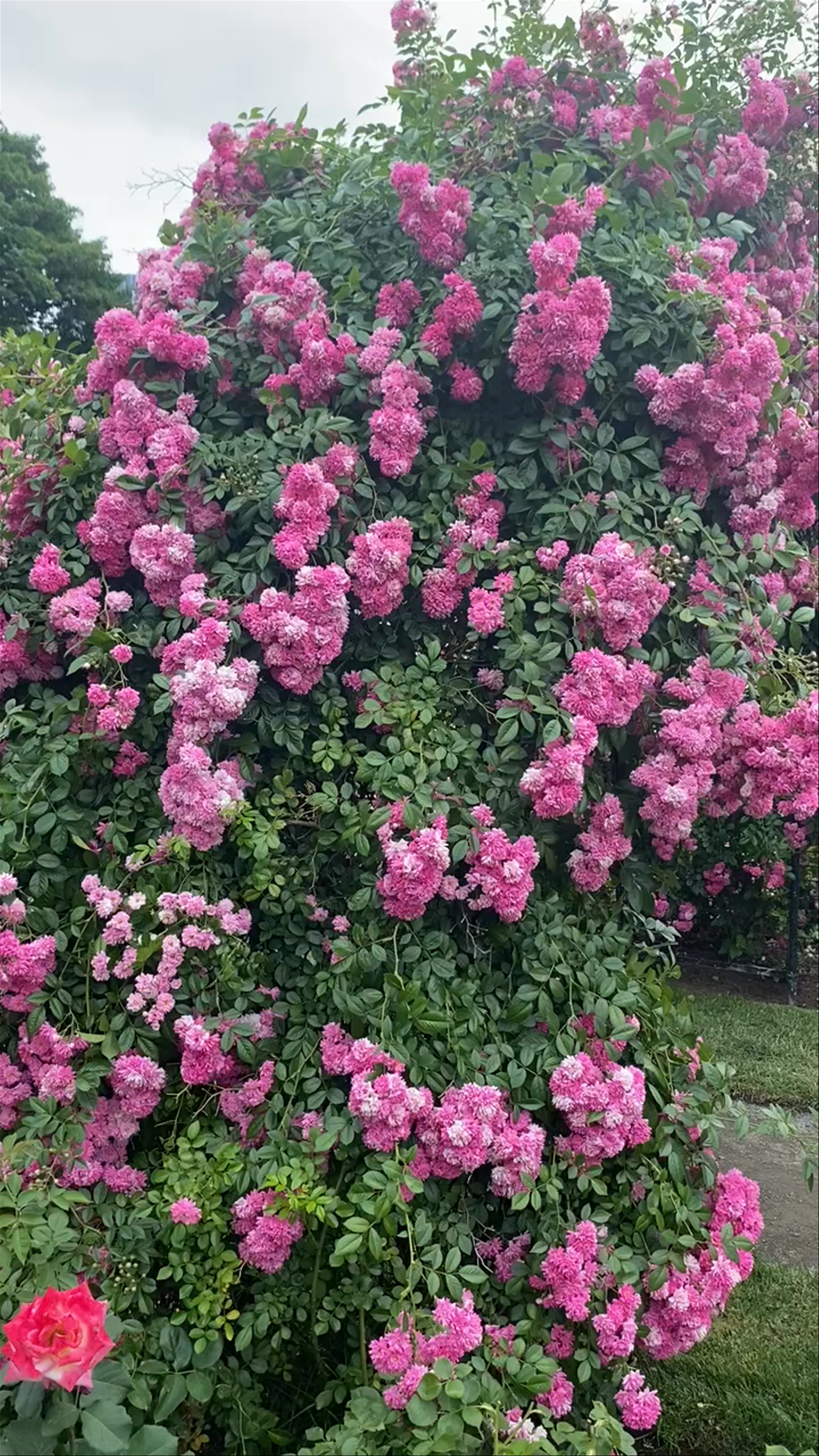 Keller rose garden