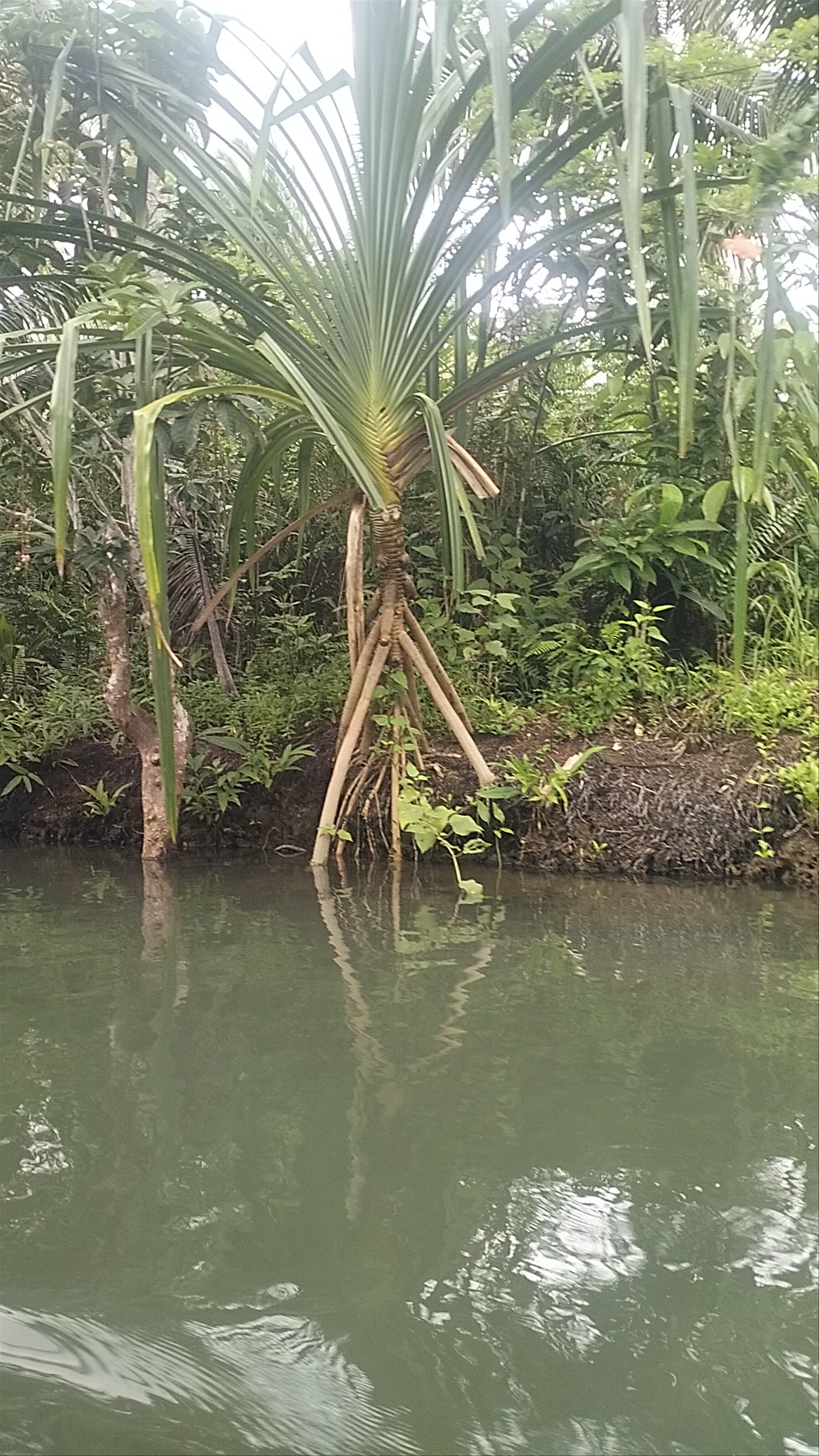 Litik Maasin River- Siargao