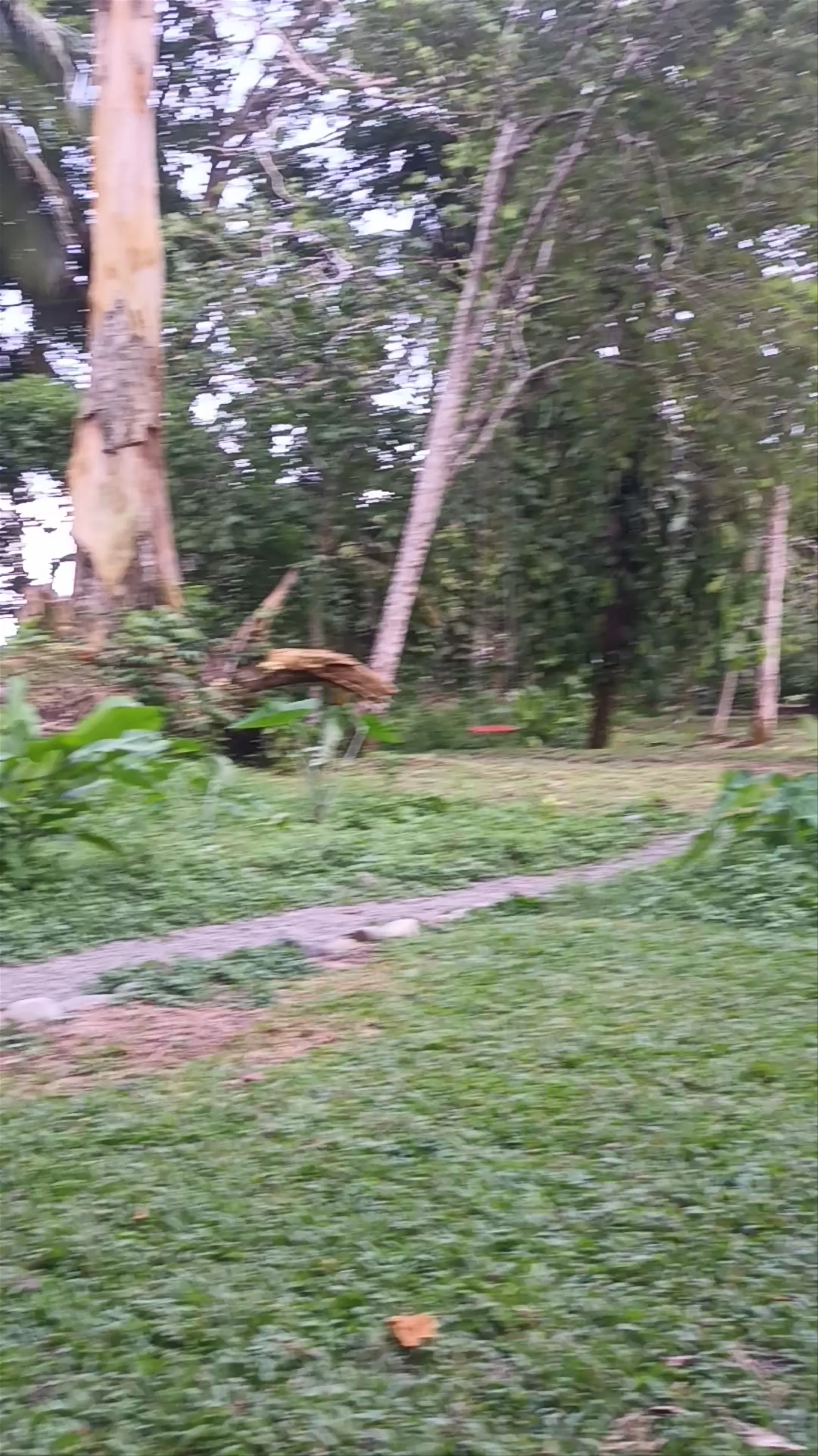 El Rincón Porteño: A Tranquil Tropical Escape in Punta Cocles, Costa Rica