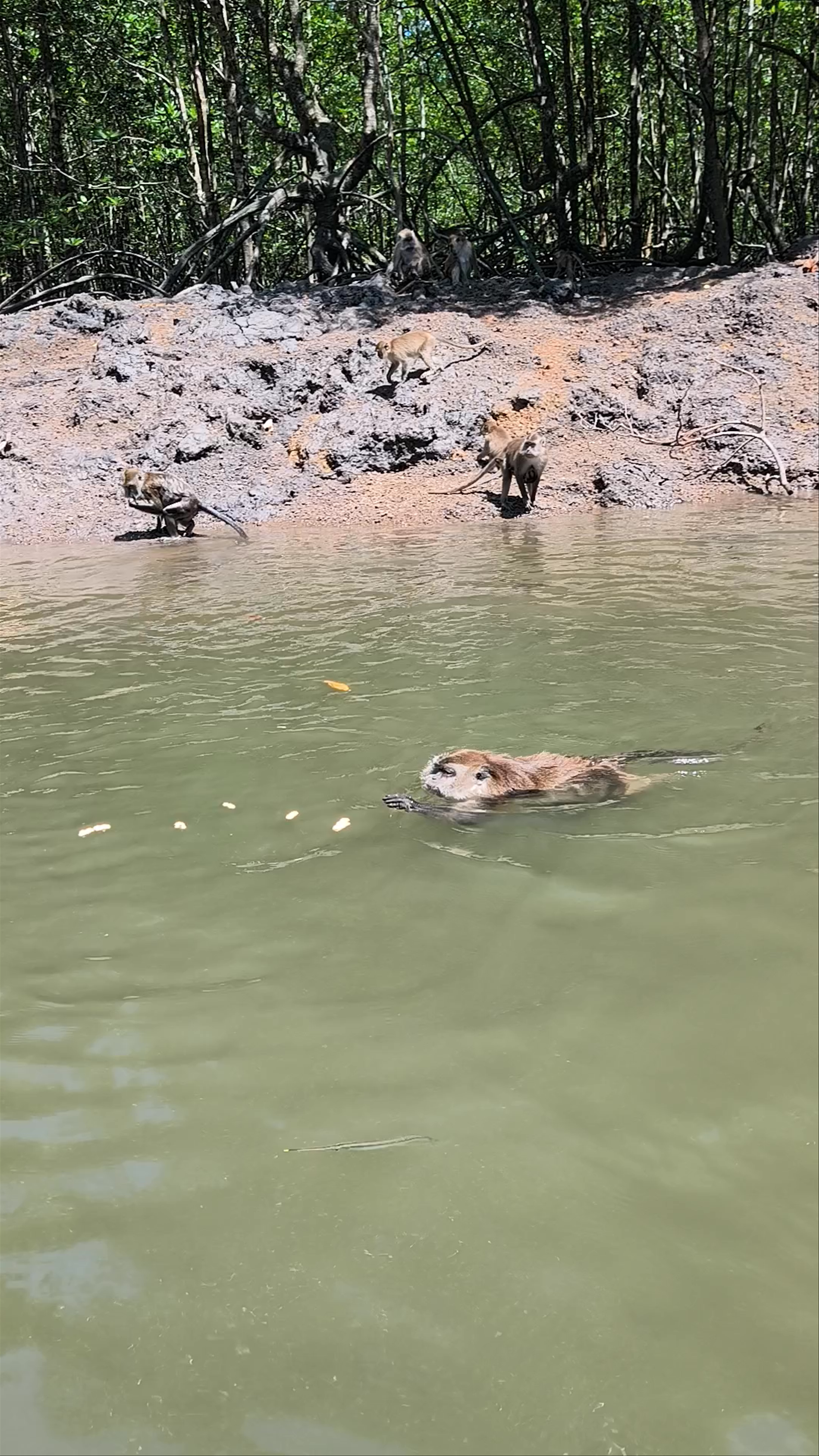 Langkawi Grand Canyon Mangrove Passageway Wildlife Adventure
