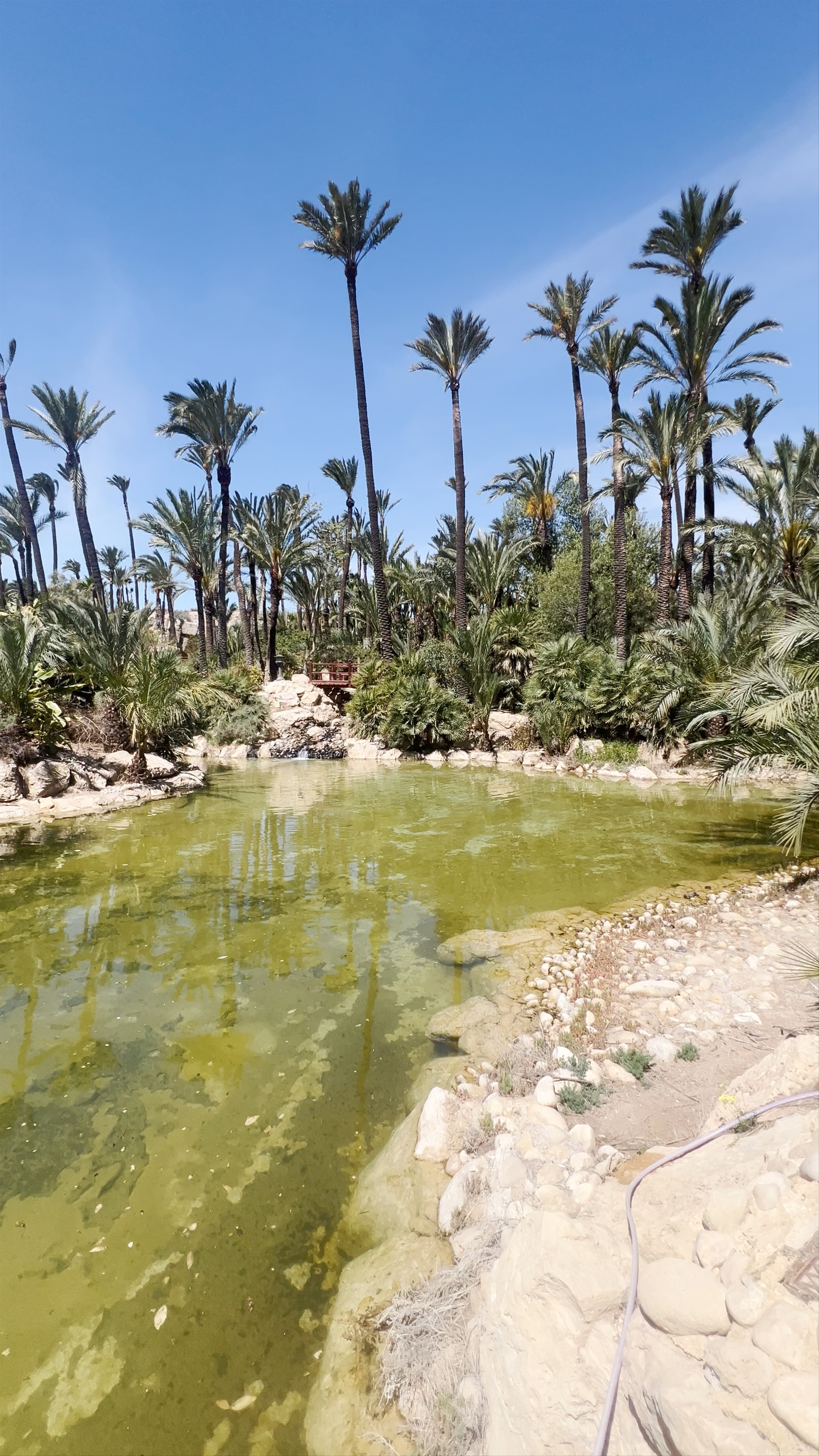 Parque El Palmeral: Oasis of Palm Trees and Serene Water in Alicante
