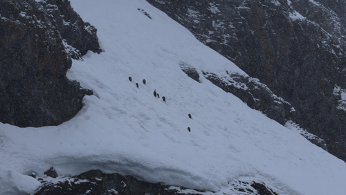 Antarctic shags in snow storm animated gif