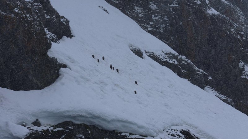 Antarctic shags in snow storm poster