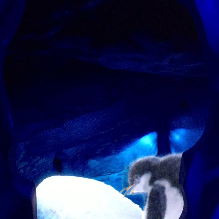 Wild Artic - Pre show! So cute - Aquariums Near Me - Orlando, Florida